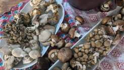 Make Mushroom Garum Today and Use It on Everything This Thanksgiving