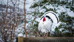 A live turkey standing on a fence in a snowy setting.