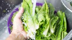 person rinsing lettuce under a kitchen faucet