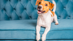 Jack Russell terrier dog lies on turquoise velour sofa