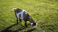 A grey and white goat grazing in a green field