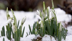 Snowdrops emerging from snow 