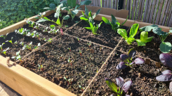 Square foot gardening in raised bed 