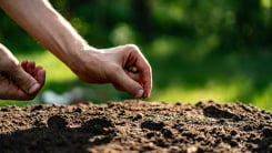Gardener putting seed in soil