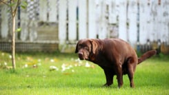 Dog pooping on lawn 