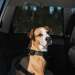 Dog strapped in harness in car 