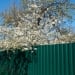 Cherry tree hanging over fence