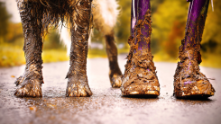 A dog with muddy paws standing outside in a street in a wooded area, next to a pair of muddy purple rain boots