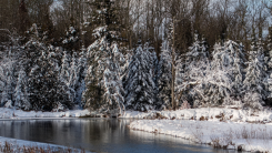 A row of small snow-covered evergreens trees on the Boy River in Chippewa National Forest in Minnesota 