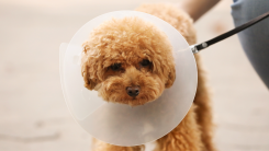 dog wearing medical cone around neck