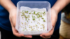 Hands holding a plastic container filled with a paper towel covered in small sprouting seeds