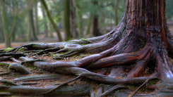 A photograph of a large tangle of tree roots
