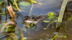 A photograph of a frog's head poking up from beneath the surface of a small pond filled with aquatic plants