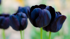 black tulips growing in a garden