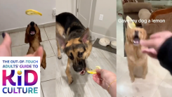 Dogs vs. Lemons